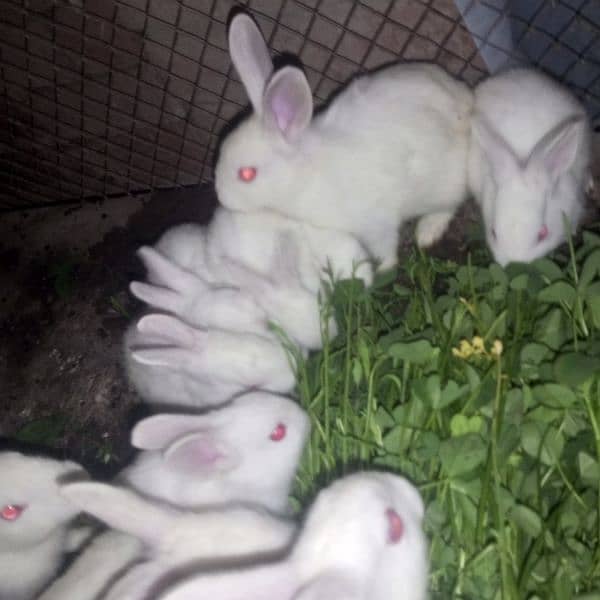 rabbit 3