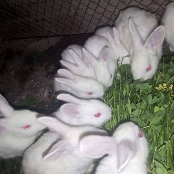 rabbit 4