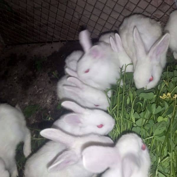 rabbit 5