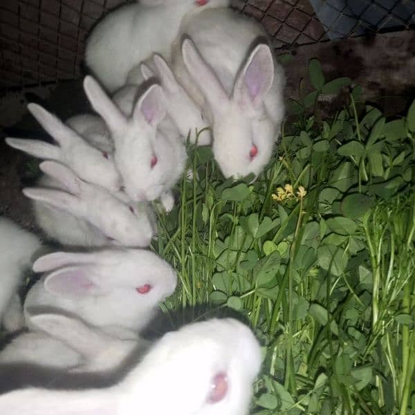 rabbit 6