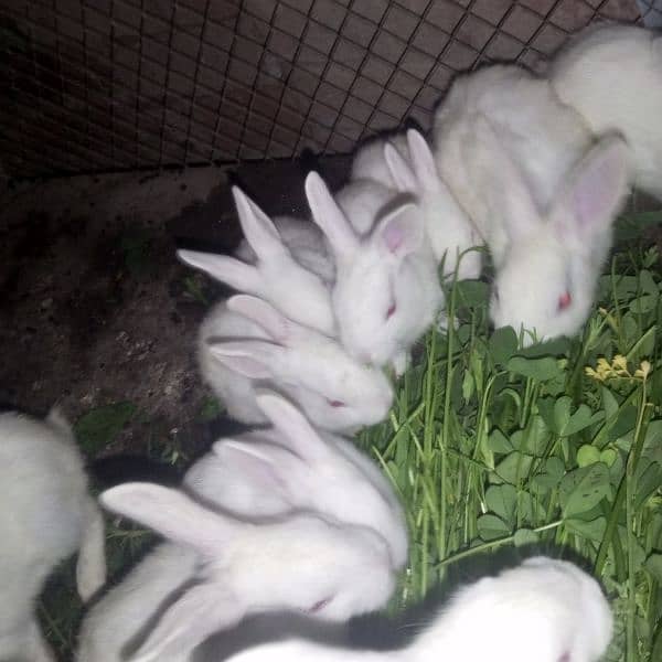 rabbit 8