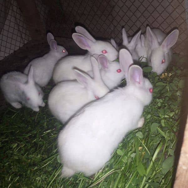 rabbit 9