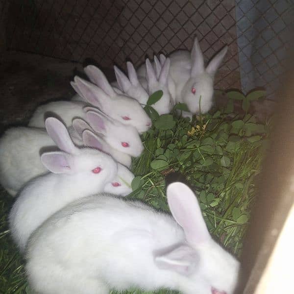 rabbit 11