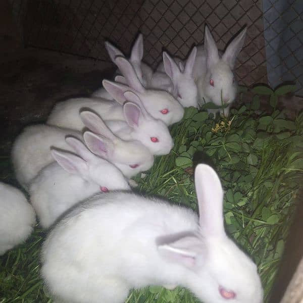 rabbit 12
