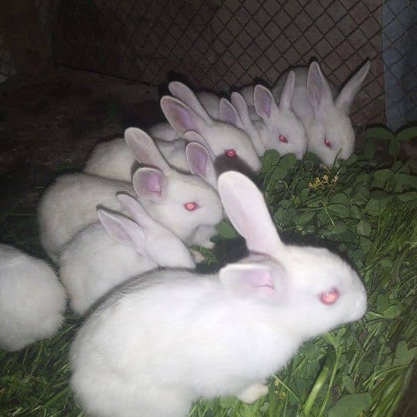 rabbit 13