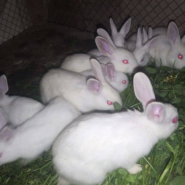rabbit 14
