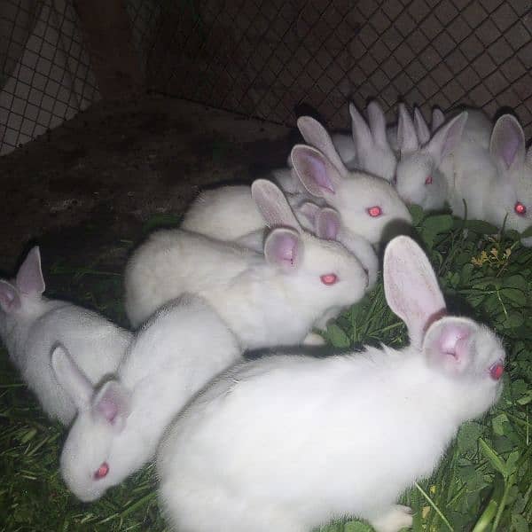 rabbit 15