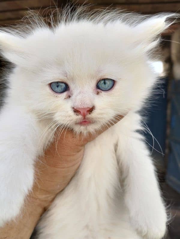Sami Punch face kittens fully healthy and active double coated 0
