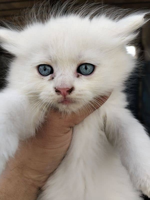 Sami Punch face kittens fully healthy and active double coated 1
