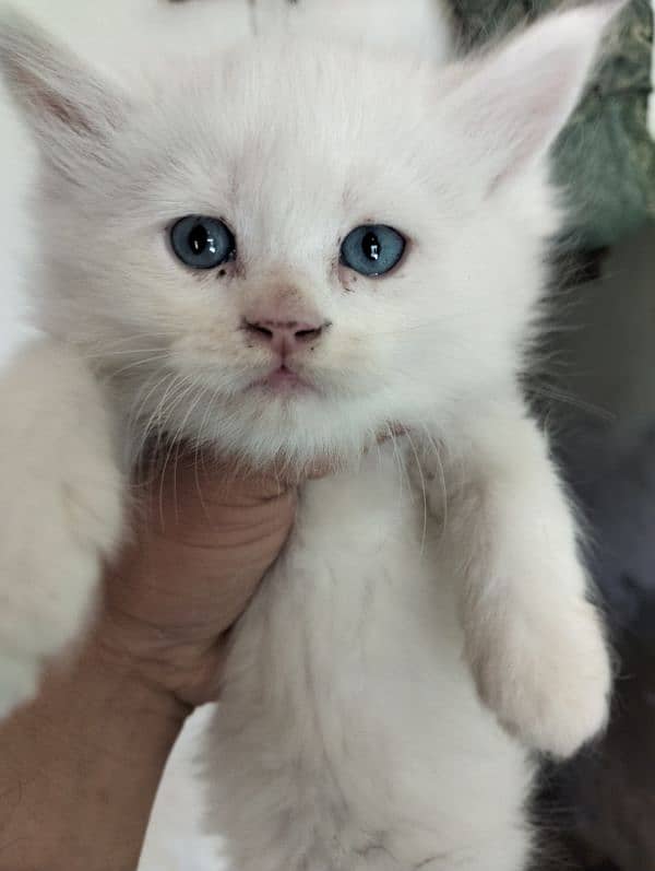 Sami Punch face kittens fully healthy and active double coated 2