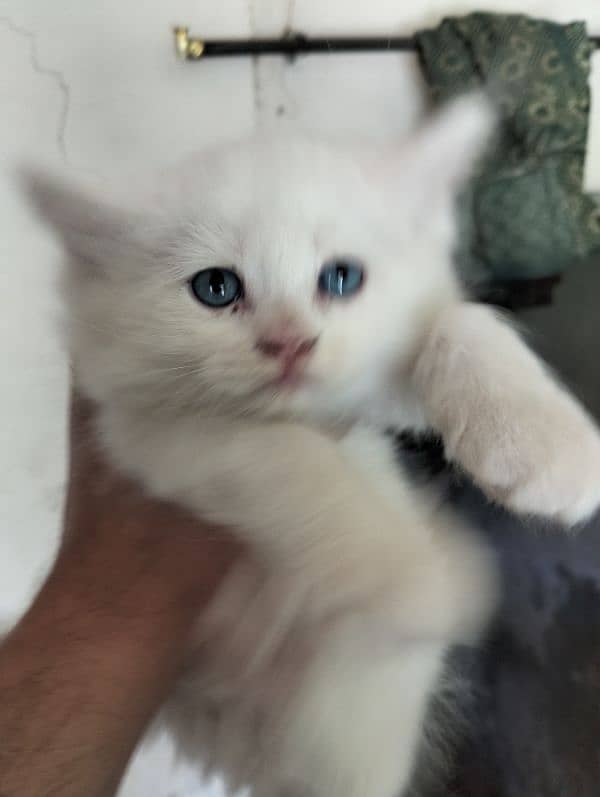 Sami Punch face kittens fully healthy and active double coated 3