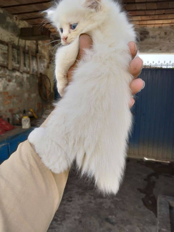 Sami Punch face kittens fully healthy and active double coated 5