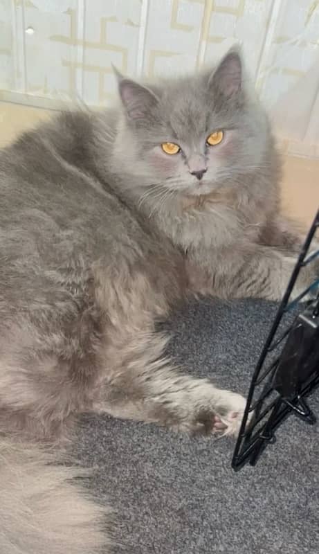 persian cat with complete accessories 0