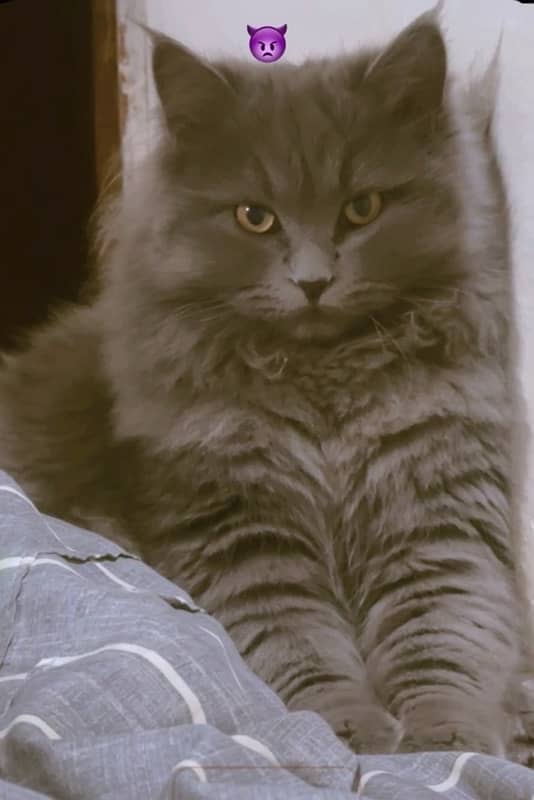 persian cat with complete accessories 1