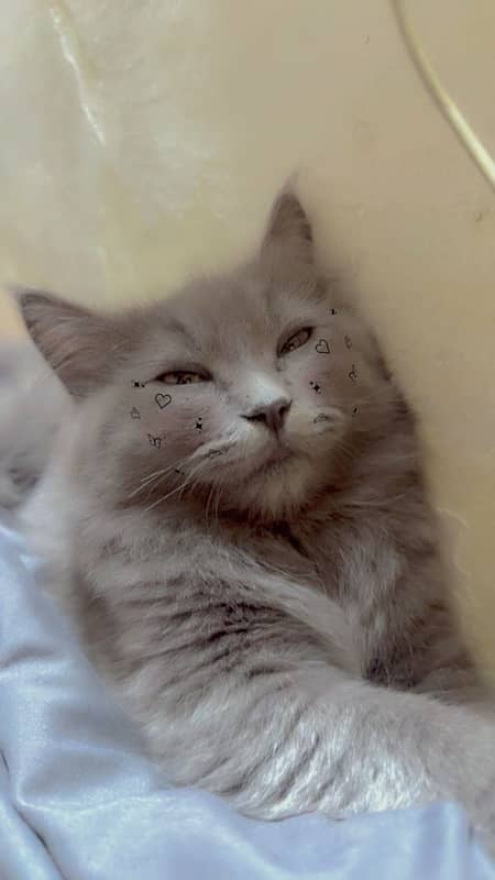 persian cat with complete accessories 2