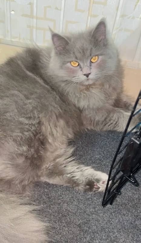 persian cat with complete accessories 3