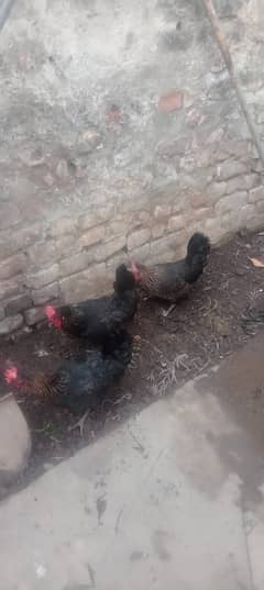 Egg lying Black Hens with a Rooster for sale
