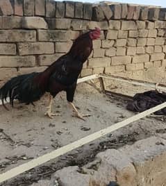 for sale mianwali aseel
