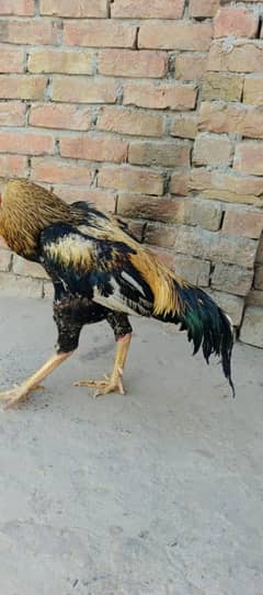 mainwali