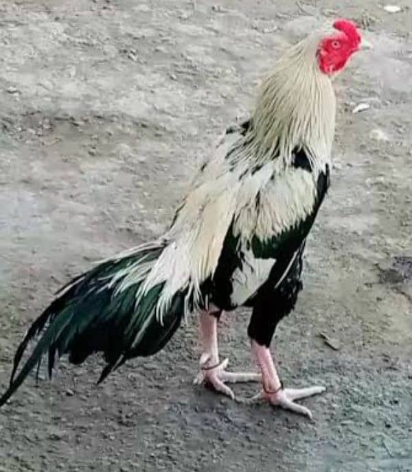 King size white Aseel Jawa with aseel females 0