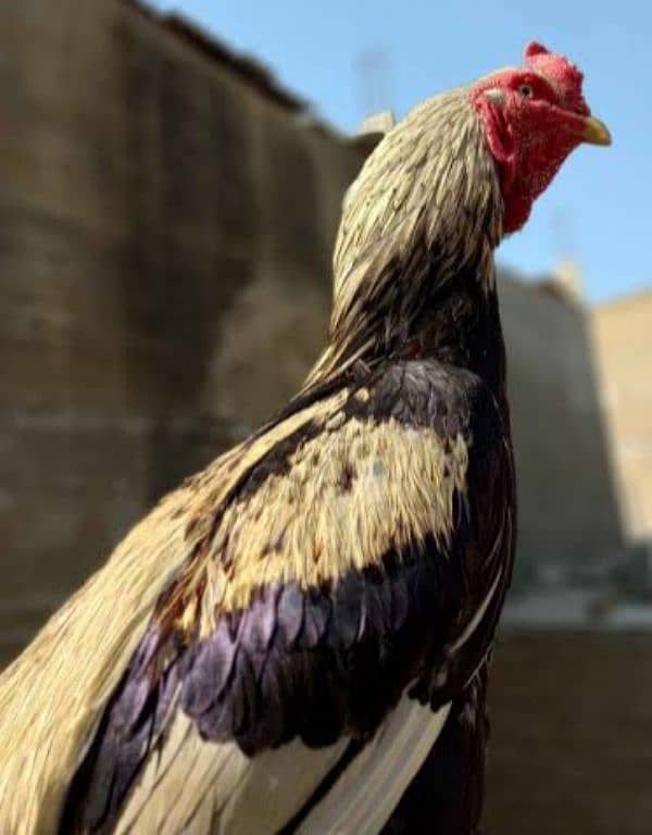 King size white Aseel Jawa with aseel females 1
