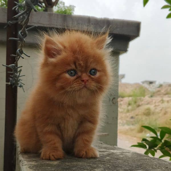 exotic face Persian kitten 0