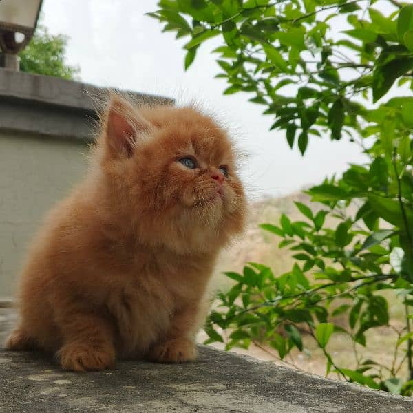exotic face Persian kitten 1