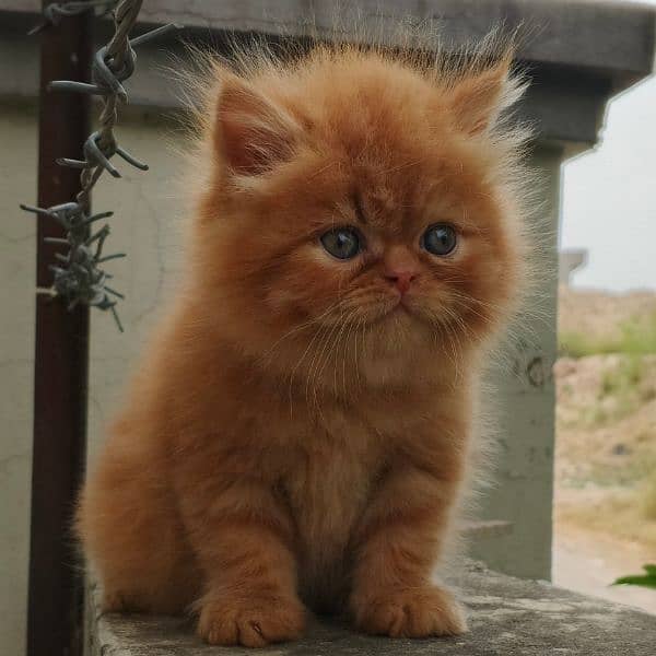 exotic face Persian kitten 2