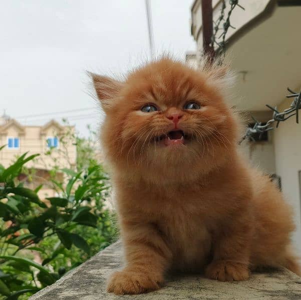 exotic face Persian kitten 3