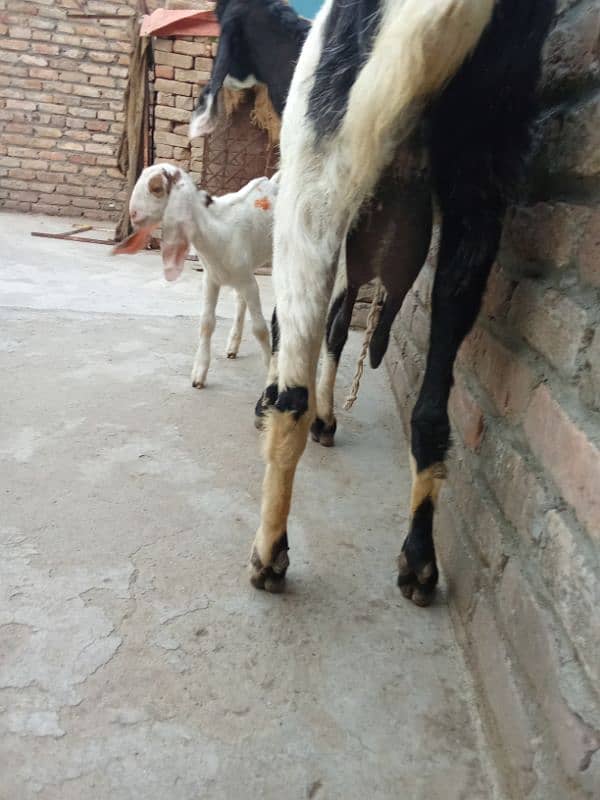 Crose babkri 03145387877 0