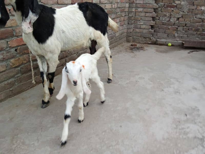 Crose babkri 03145387877 1