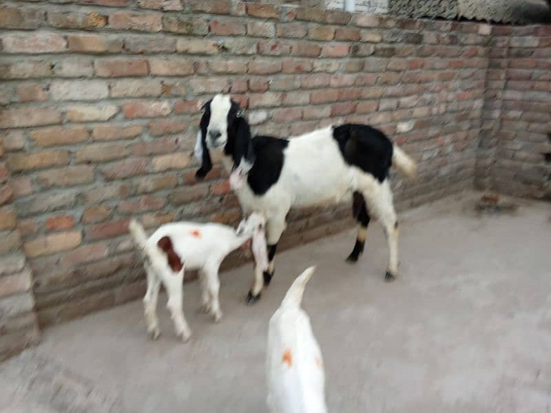 Crose babkri 03145387877 2