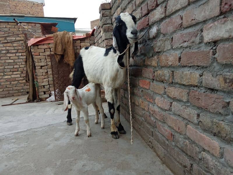 Crose babkri 03145387877 3