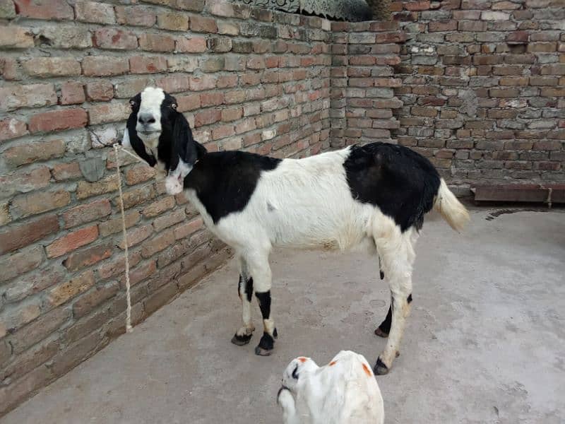 Crose babkri 03145387877 4