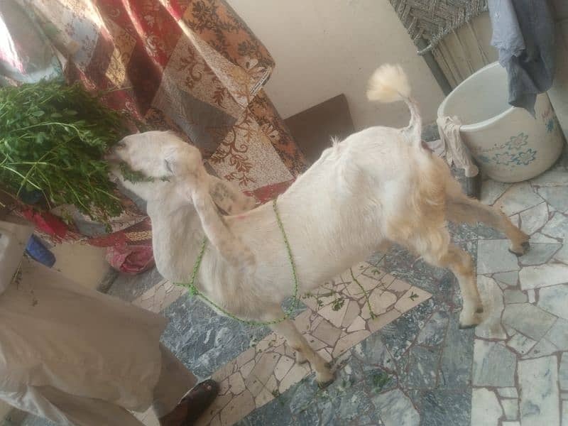 Bakri With female kid 2