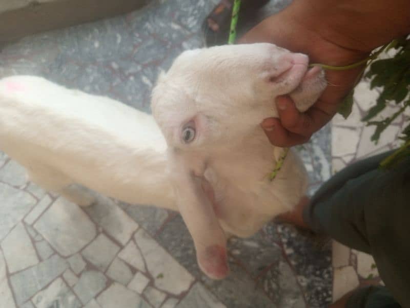 Bakri With female kid 3