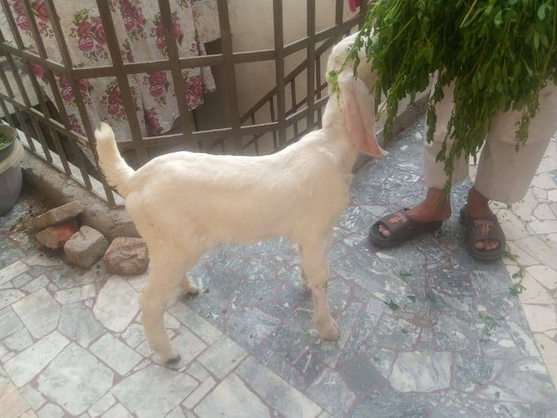 Bakri With female kid 4