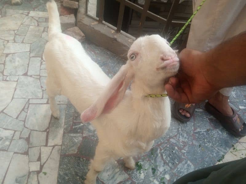 Bakri With female kid 5