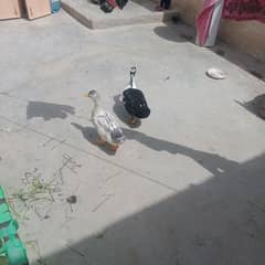 domestic duck 3 month