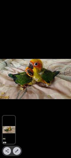 sunconure
