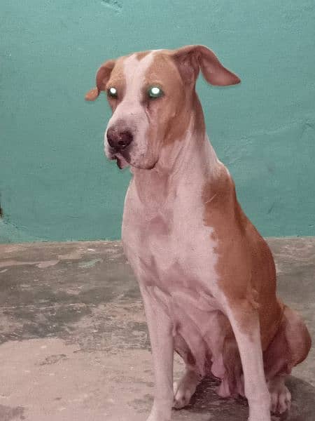 bully female for sale or exchange 0
