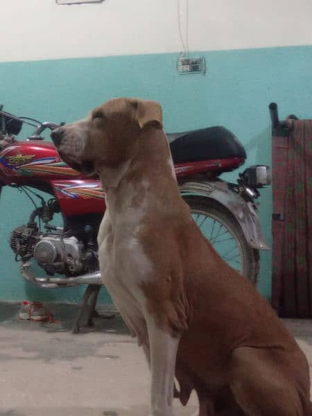 bully female for sale or exchange 1