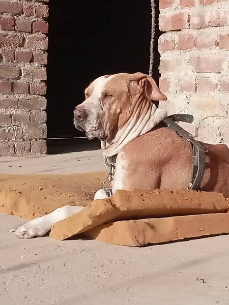 bully female for sale or exchange 2
