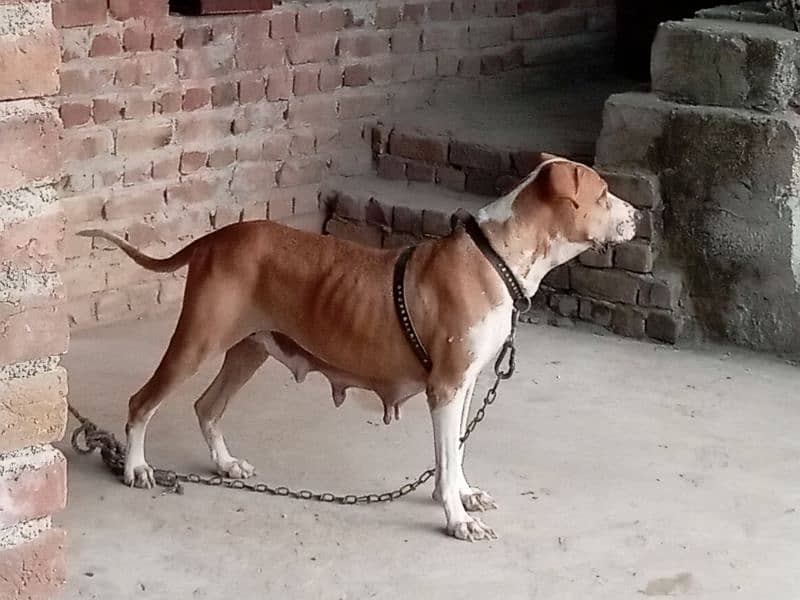 bully female for sale or exchange 3