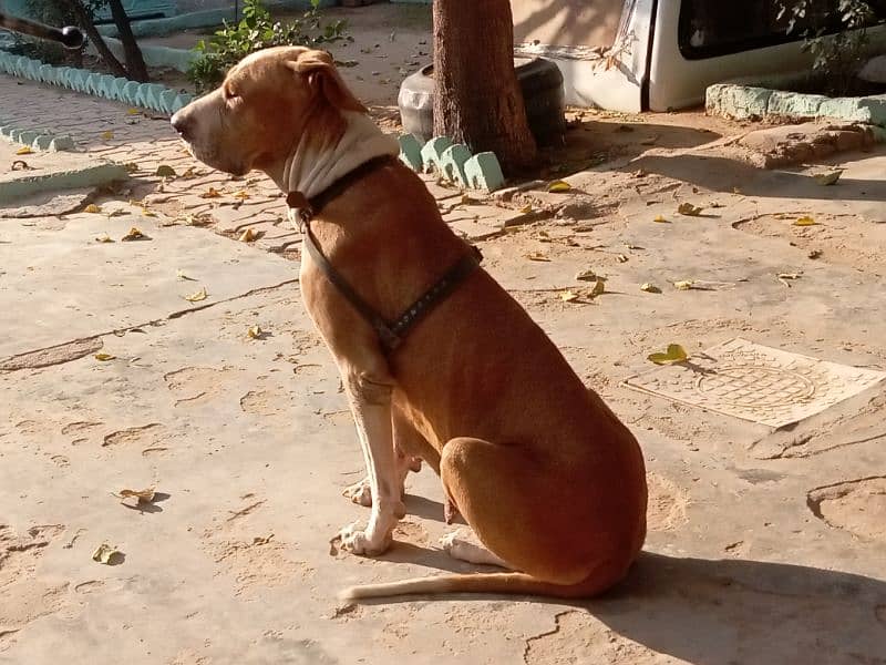 bully female for sale or exchange 4