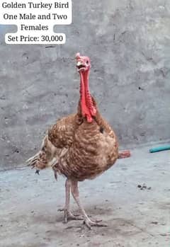 Turkey 2+1 set