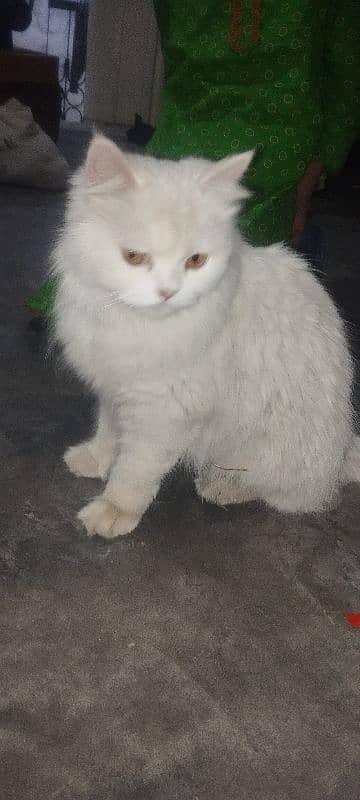 persion cat 0