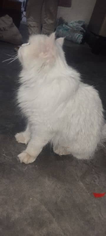 persion cat 2