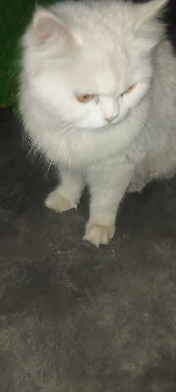persion cat 3