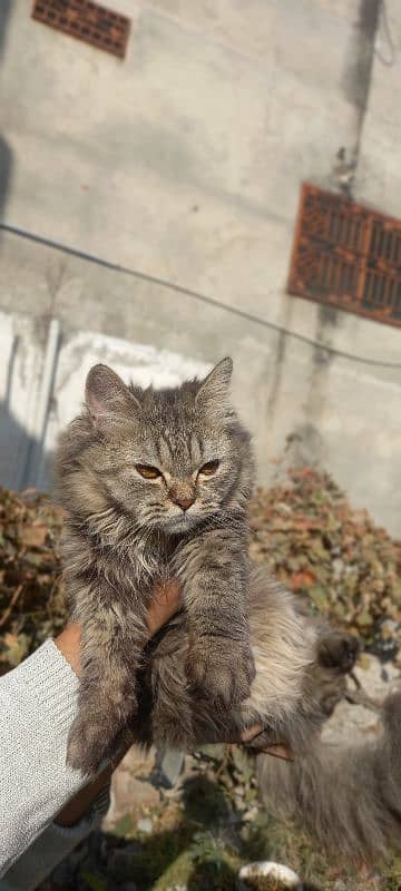 persion kitten tripple coated 0
